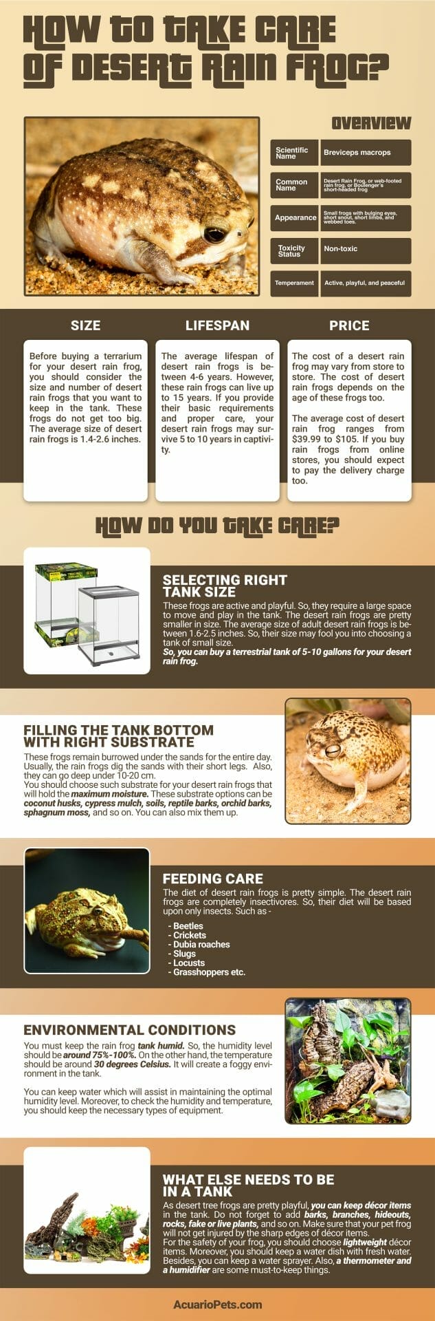 how to take care of desert rain frog infographic showing desert rain frog's overview, size, lifespan, price, and detailed care guide.