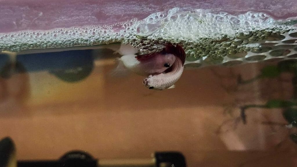 betta fish mating dance with bubbles