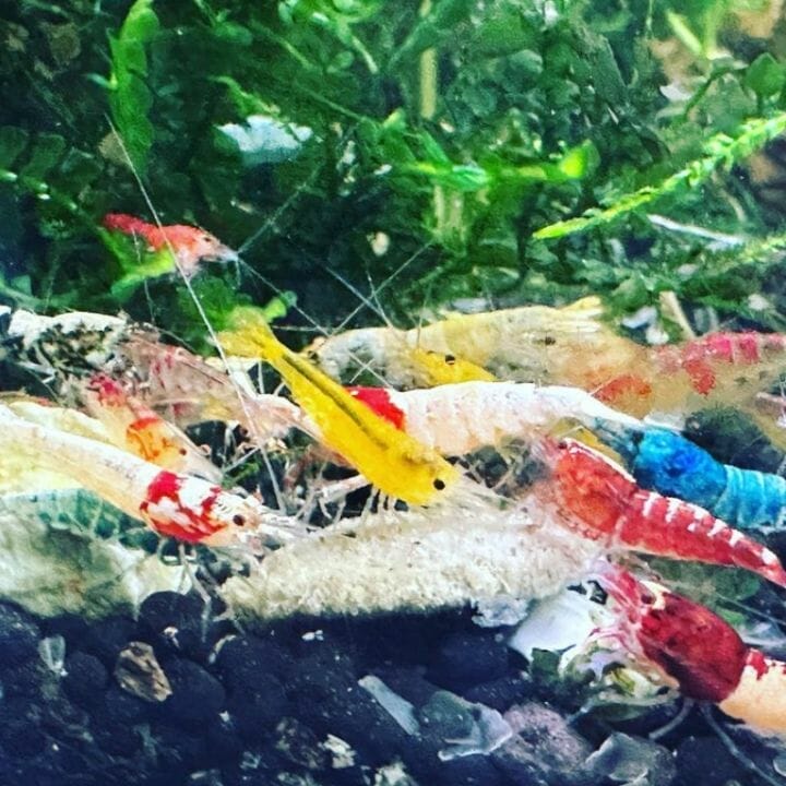 multiple colored shrimps all grazing and having fun