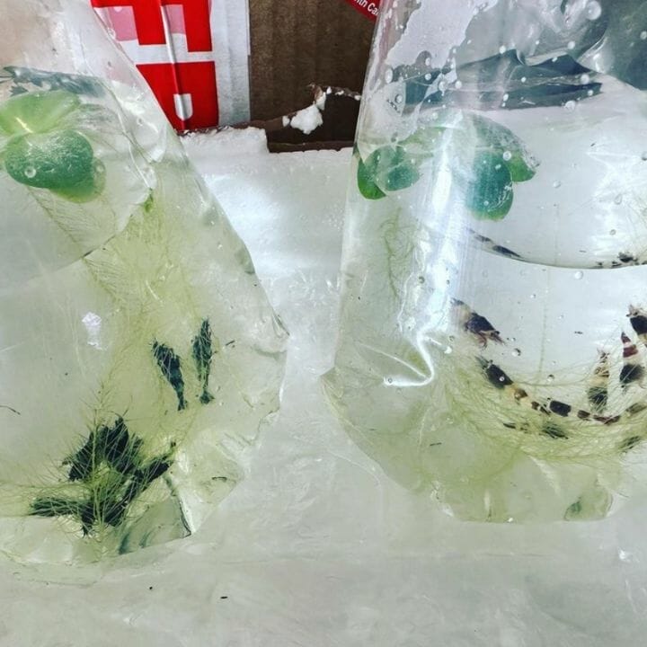 new shrimp in plastic bag