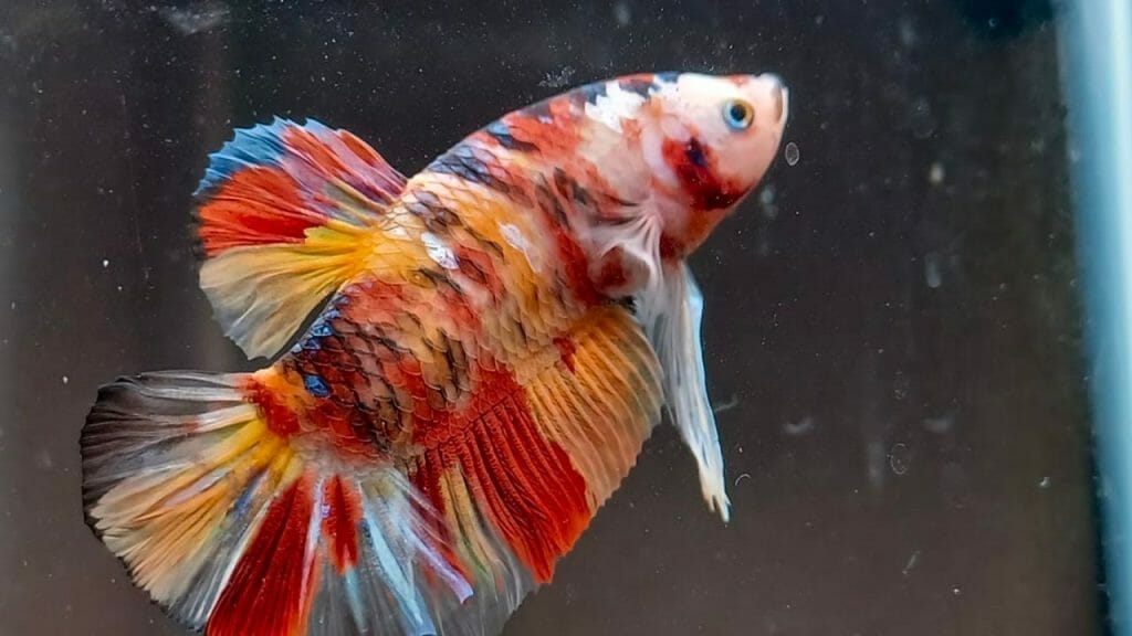 rainbow color marbling betta fish