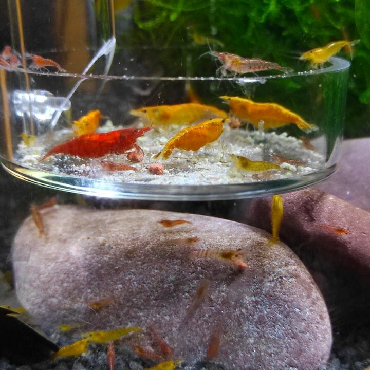 red yellow shrimp feeding dish