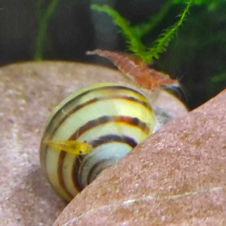 red and yellow cherry shrimp on snail