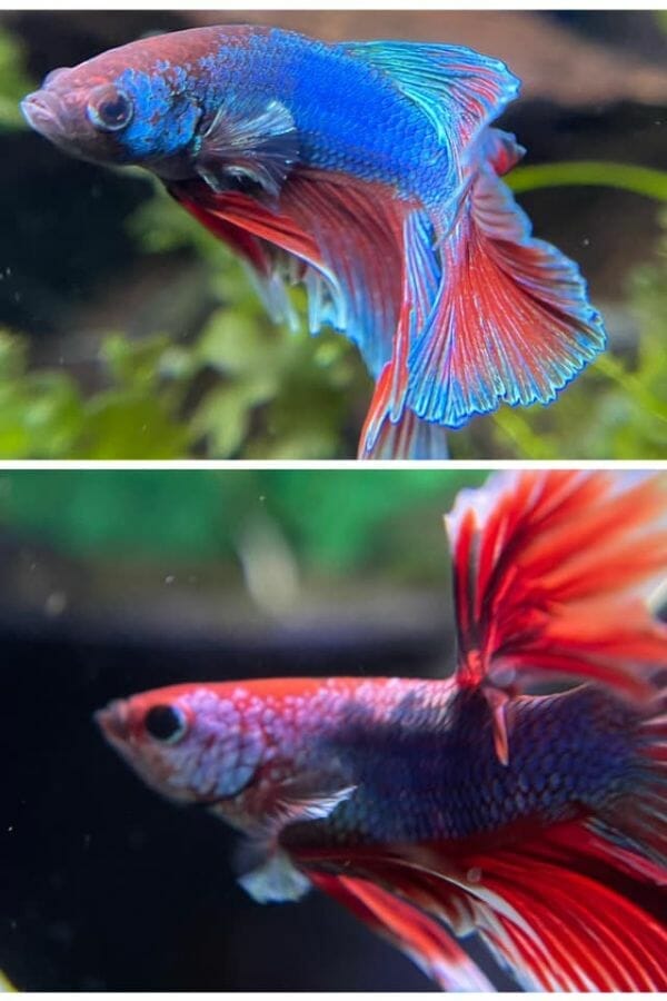 tiny vs 3 months old betta fish 
