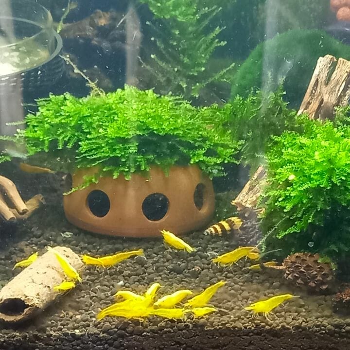 What Is The Best Substrate For Cherry Shrimp? Acuario Pets