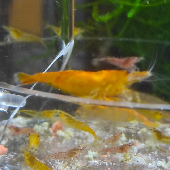 group of yellow red cherry shrimp feeding