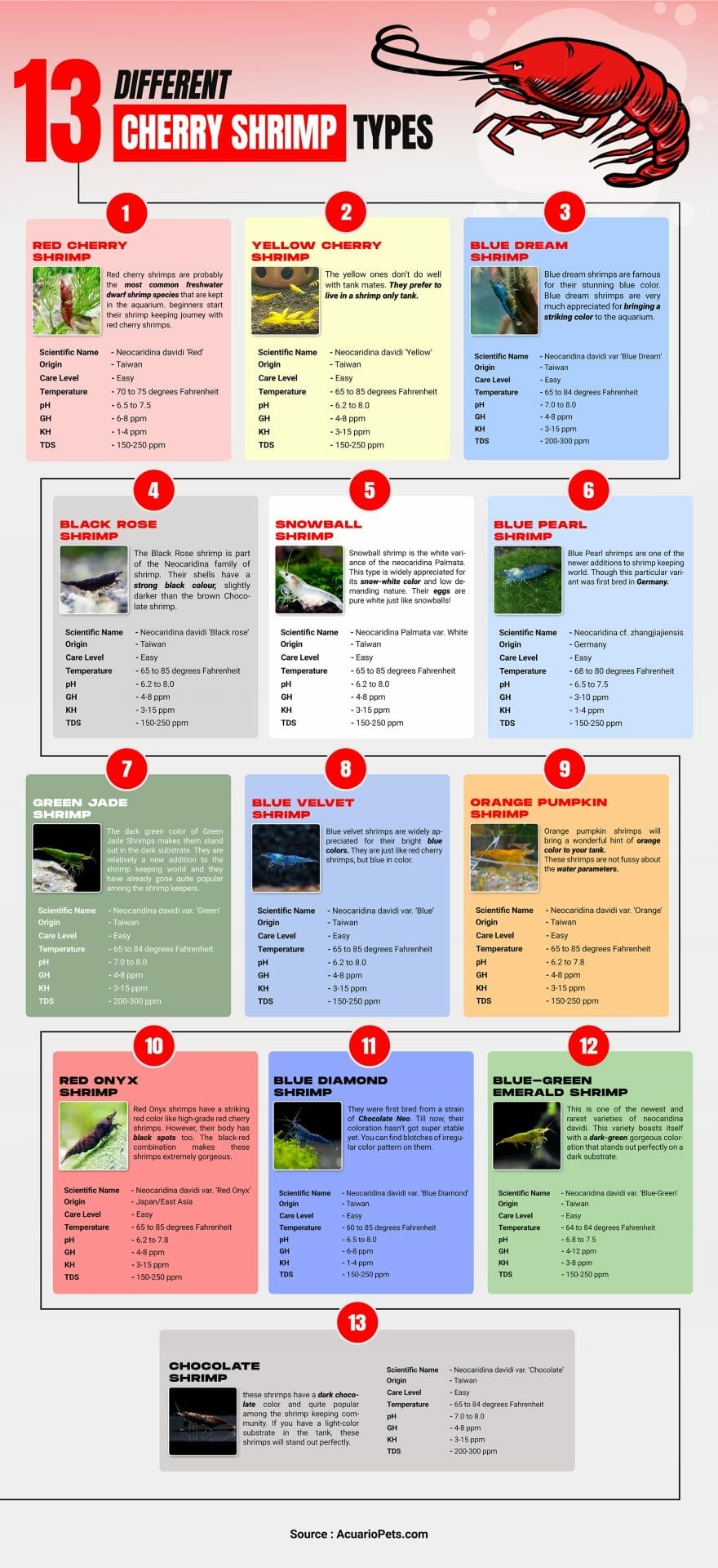 13 Different Cherry Shrimp Types Infographic