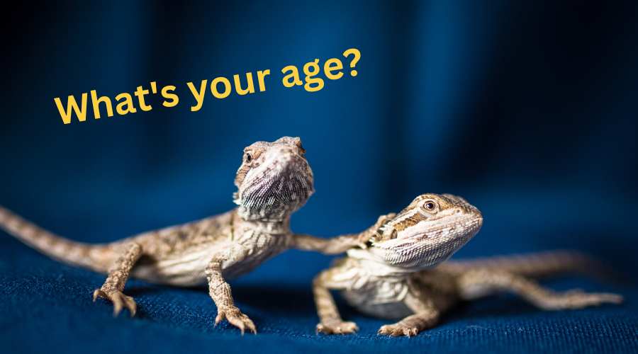 How Old Is Your Bearded Dragon In Human Age? Acuario Pets