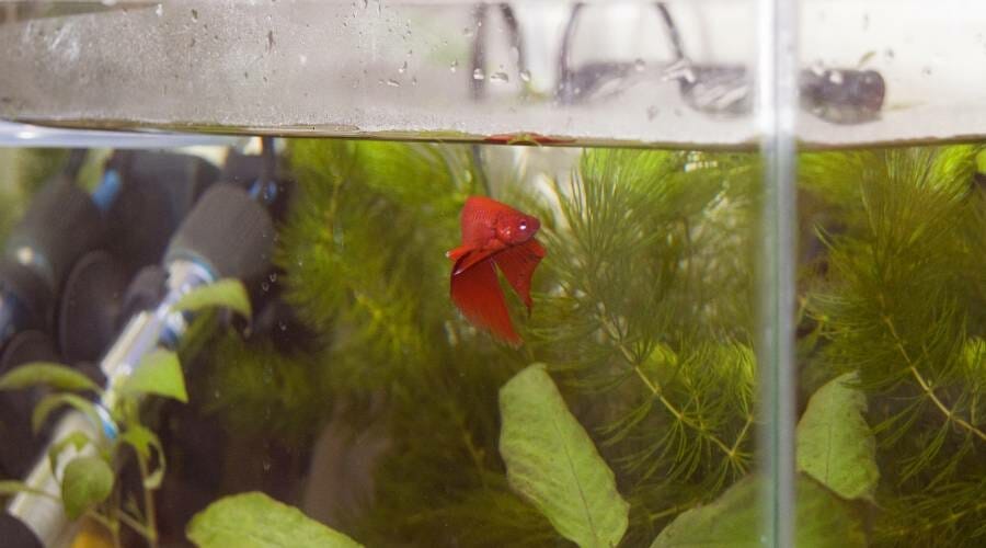 How To Make A SelfCleaning Betta Tank? [Step By Step] Acuario Pets