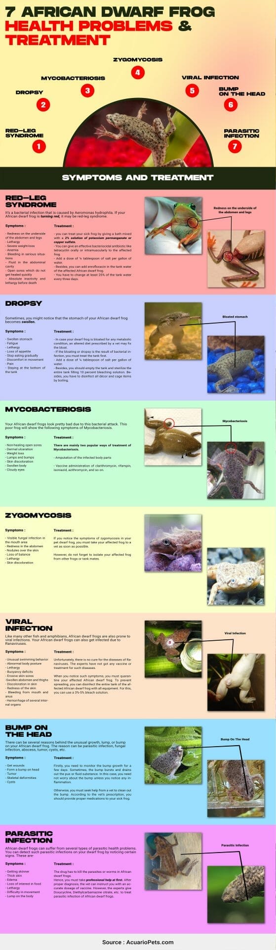 african dwarf frog health problems and treatment infographic including red leg syndrome, dropsy, mycobacteriosis, zygomycosis, viral infection, bump on the head, parasitic infection