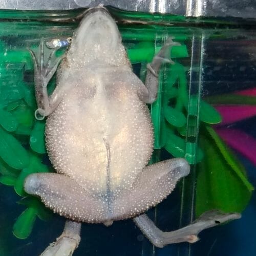 African Dwarf Frog Diet & Feeding Guide [Interesting Facts] – Acuario Pets