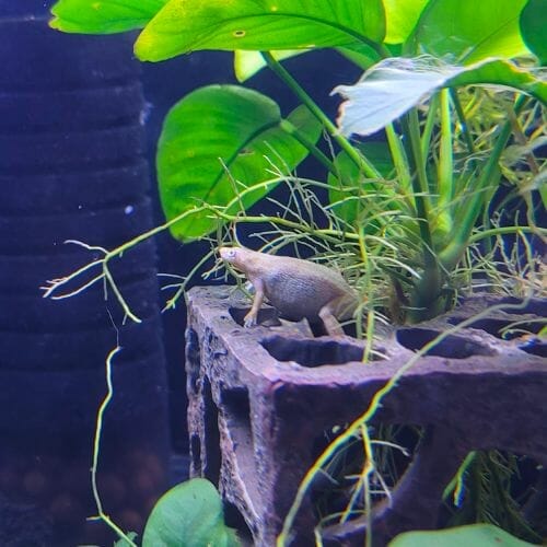 african dwarf frog chilling