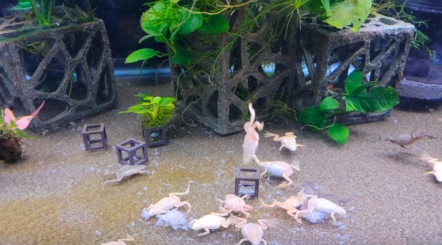 group of african dwarf frogs