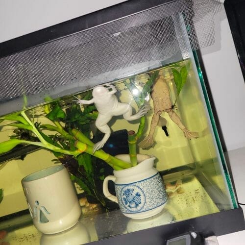 two african dwarf frogs in tank