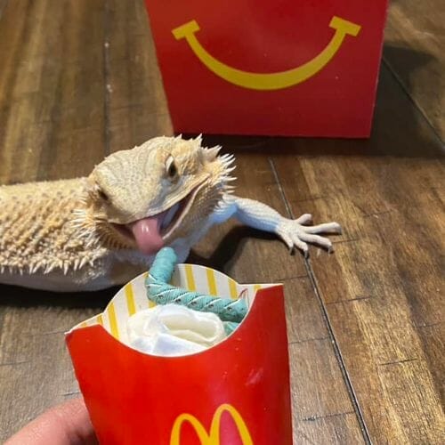 bearded dragon looking at mcdonalds fries bag