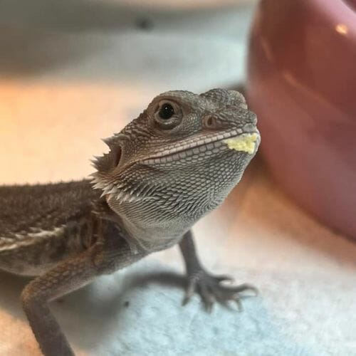 18 Interesting Bearded Dragon Breeding Behaviors Owners Should Know! Acuario Pets