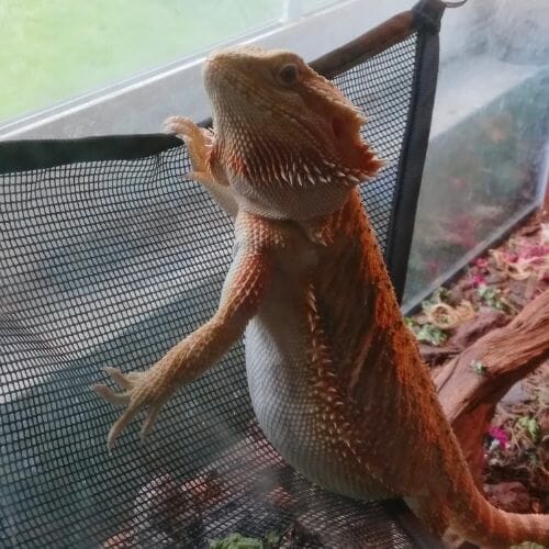 bearded dragon looking over a net