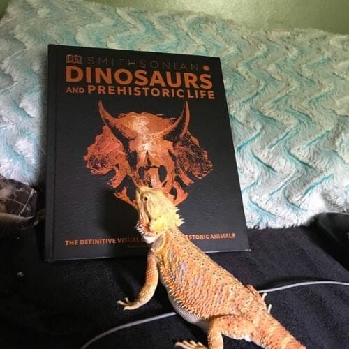 bearded dragon looking at a book
