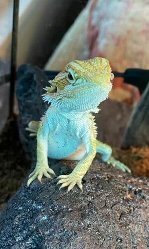 bearded dragon cool pose