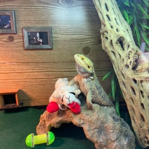 bearded dragon resting inside enclosure