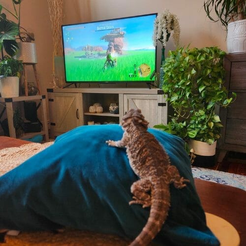 bearded dragon watching tv
