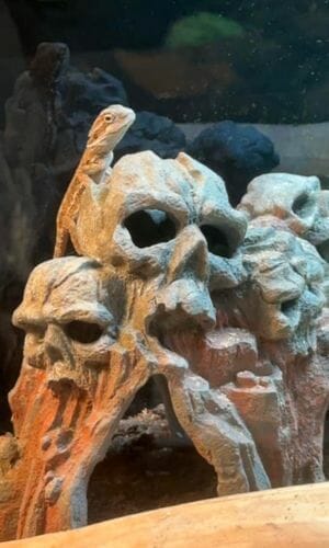 bearded dragon on top of a skull decor