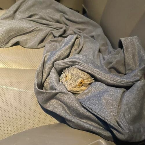 bearded dragon sleeping inside blanket