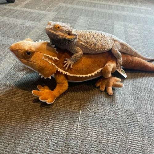 Cheapest Bearded Dragon How Much It Costs? Acuario Pets