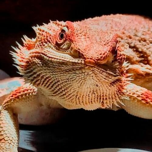 Do Bearded Dragons Get Cold At Night? [Complete Temperature Guide ...