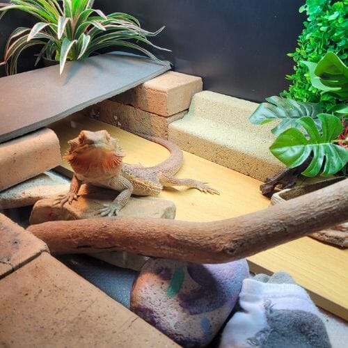 bearded dragon inside its enclosure