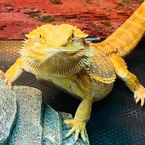 bearded dragon looking at you with a cute face