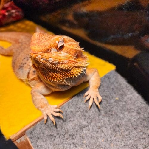 How To Prevent Bearded Dragons From Breeding? [10 Ways] Acuario Pets