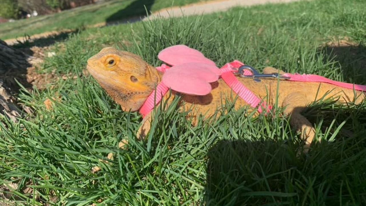 Do Bearded Dragons Get Cold At Night? Temperature Guide