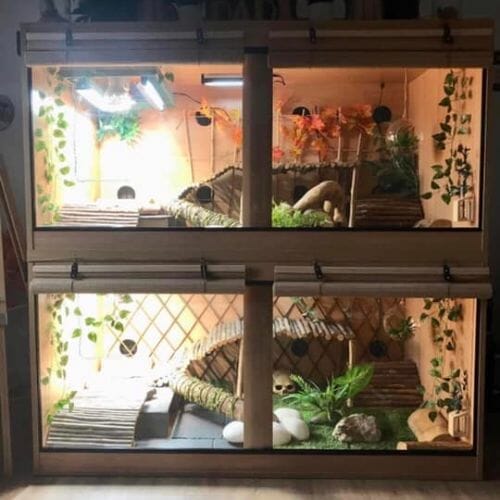 What Is The Most Expensive Bearded Dragon? Acuario Pets