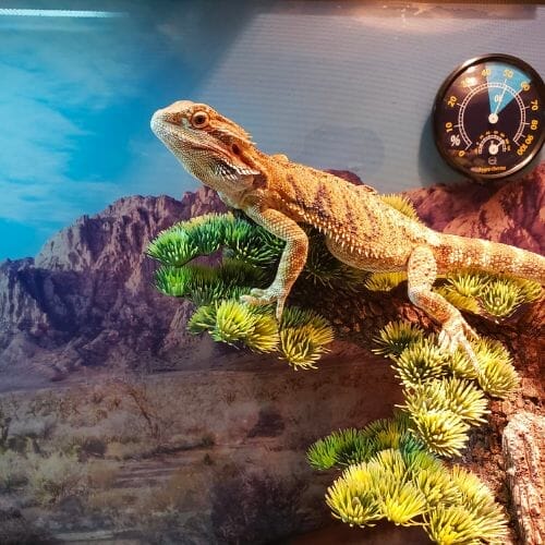bearded dragon chilling inside enclosure