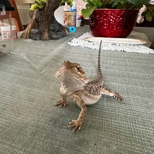 baby bearded dragon roaming inside house