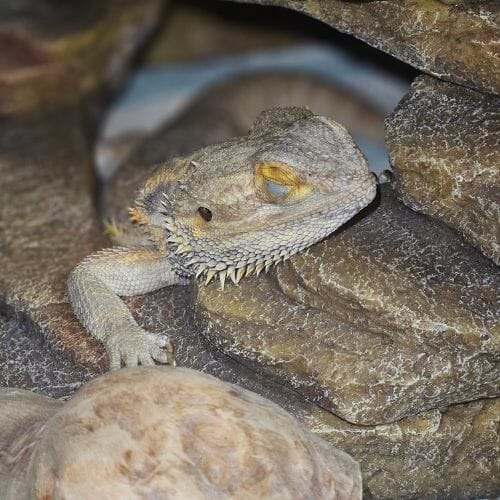 bearded dragon sleeping