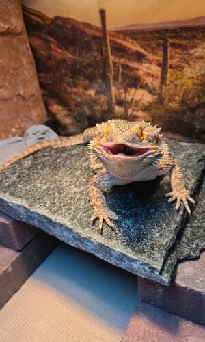 bearded dragon smiling