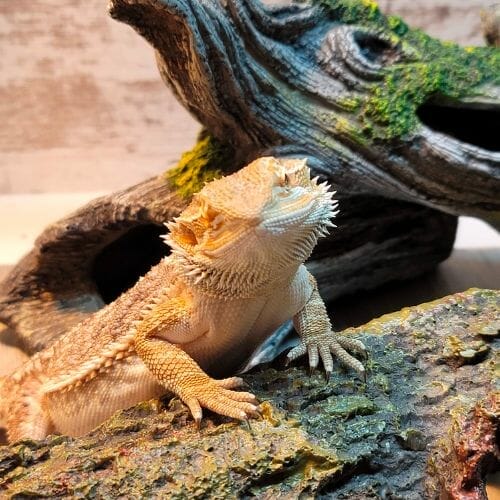 cute bearded dragon looking at camera