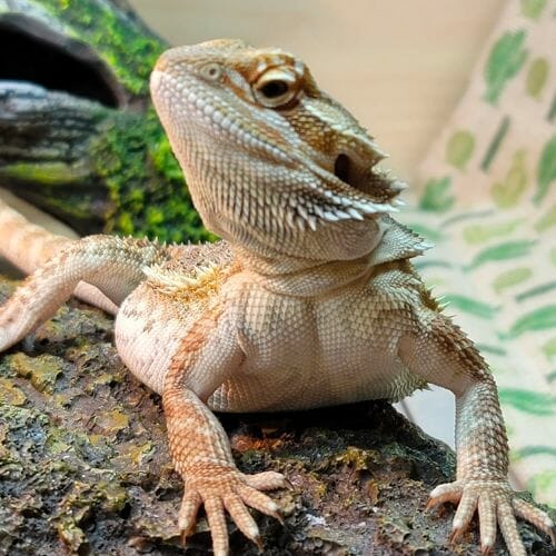 Ultimate Bearded Dragon Temperature Guide: Avoid These Critical ...