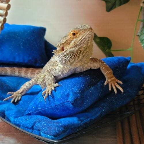 bearded dragon chilling on blue cushion