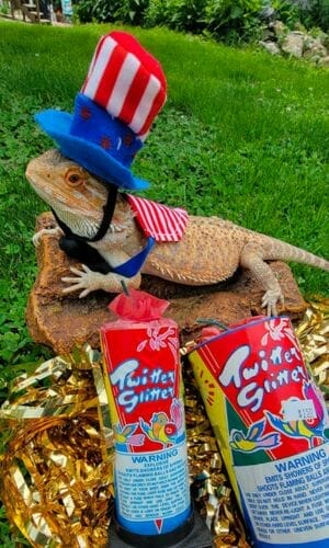 bearded dragon wearing a hat in a playful environment