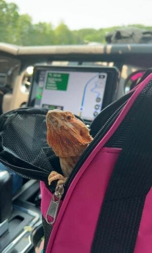 bearded dragon on a travel inside a carrier bag