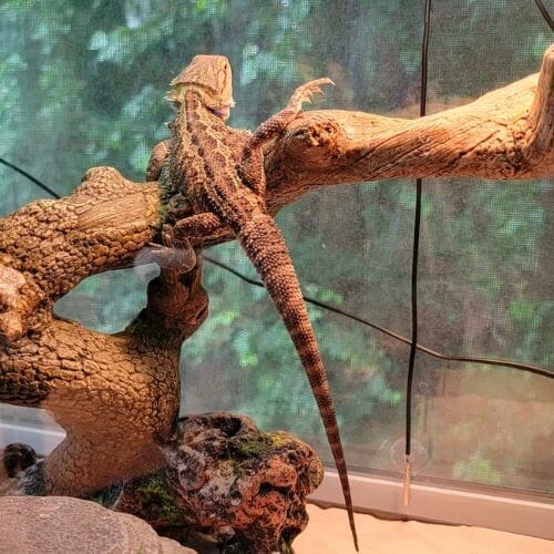 bearded dragon chilling on a branch under light