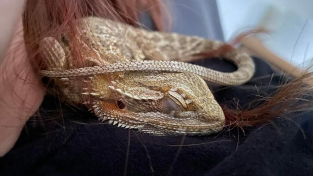 bearded dragon resting on owner's shoulder