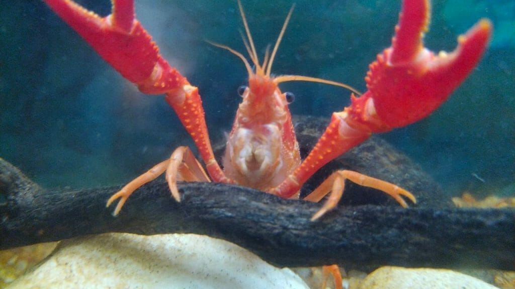 crayfish closeup