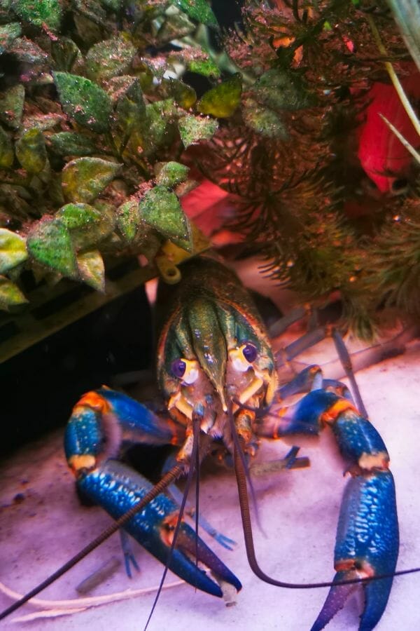 gorgeous crayfish coming out of hiding spot