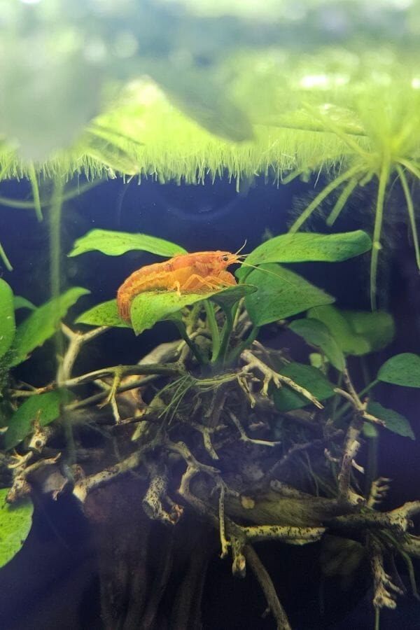 orange crayfish on plant leave