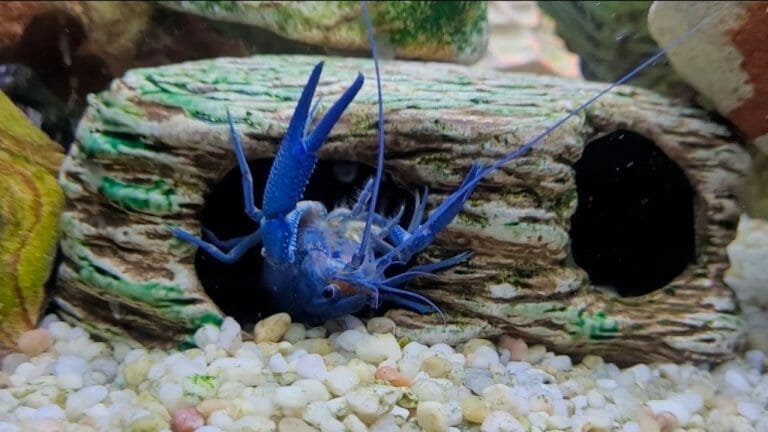 blue crayfish peeking through an aquarium decor hideout