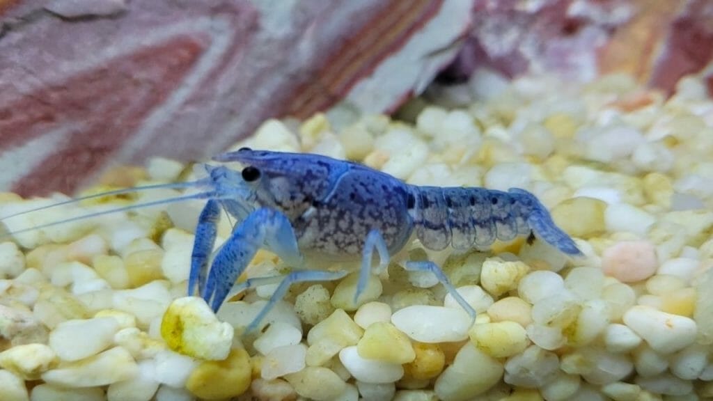 blue crayfish on white gravel substrate